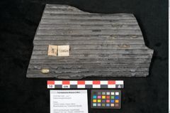Foto (Objekt + Etikett) von Sigillaria elongata Brongniart (NHMW-GEO-2024-0188-11058)
